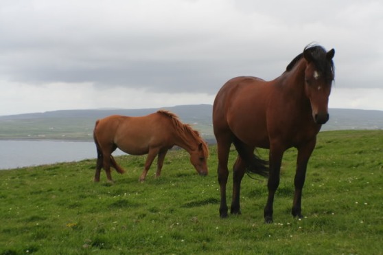 Just some gratuitous Irish horses.