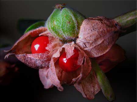ashwagandha berries